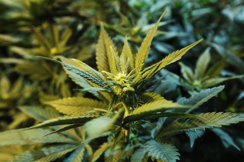 Zákaz prodeje produktů s CBD z konopí povede k přejmenování, míní prodejce