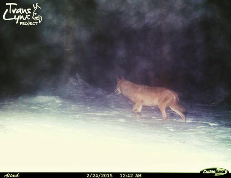 Zoologové odhadují počet vlků na Šumavě na 36, o čtvrtinu víc než předloni
