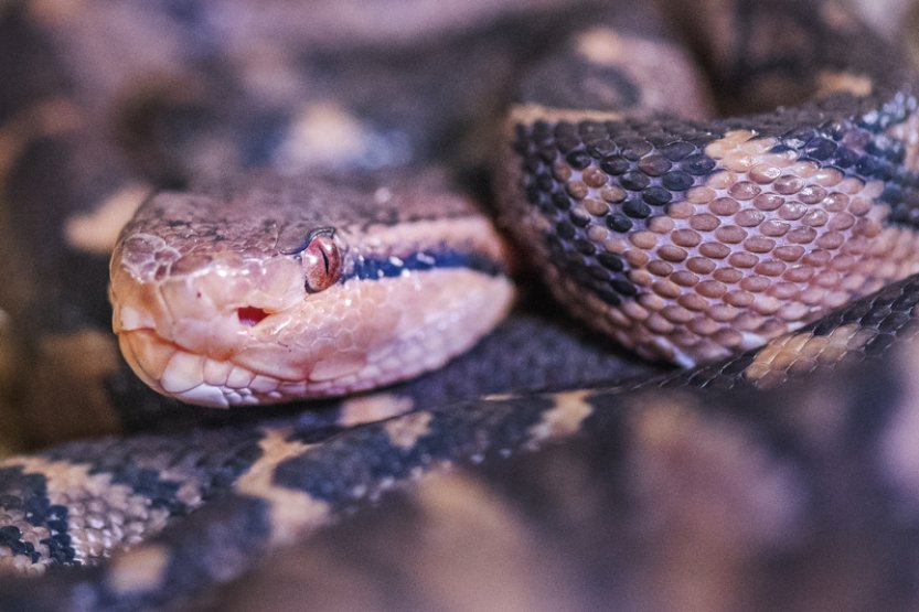 Australští vědci přišli na to, že samice hadů mají klitoris