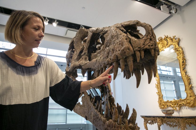 Lebka tyrannosaura se v USA vydražila za šest milionů dolarů