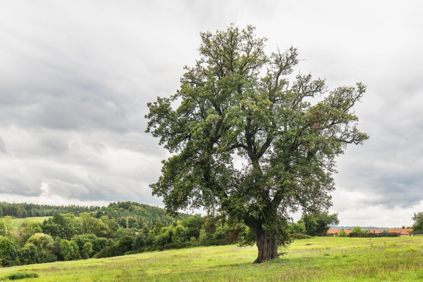 Zájemci mohou hlasovat v anketě o Strom roku